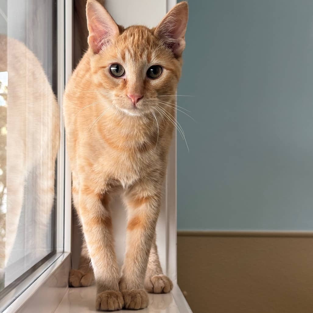 Treat - Domestic Shorthair available for adoption