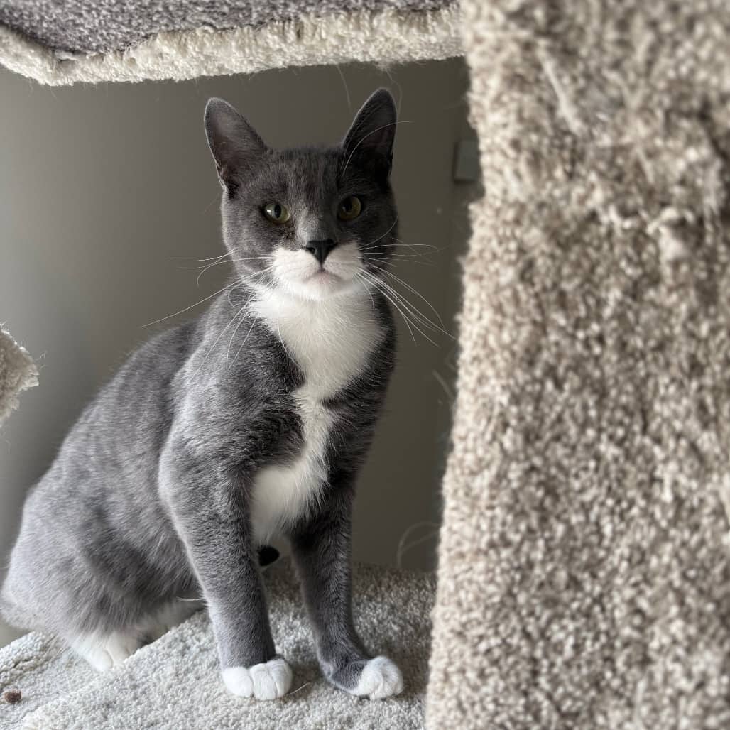 Sylvester - Domestic Shorthair available for adoption