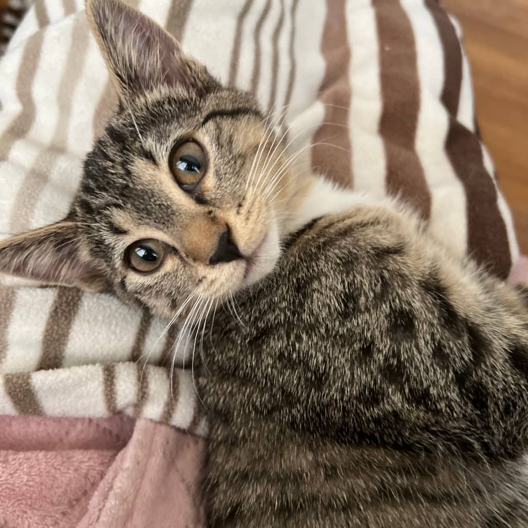 Nibs - Domestic Shorthair cat available for adoption at SCARS in Edmonton (1 of 4)
