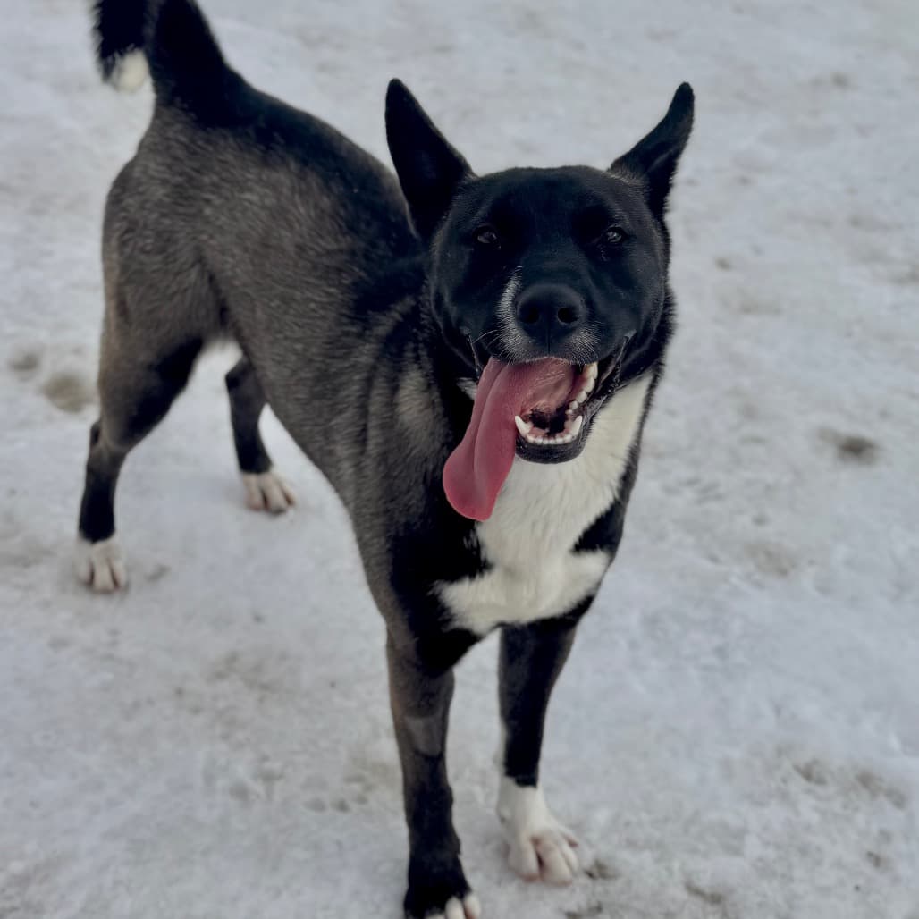 Birdie - Mixed Breed (Medium) available for adoption in Calgary