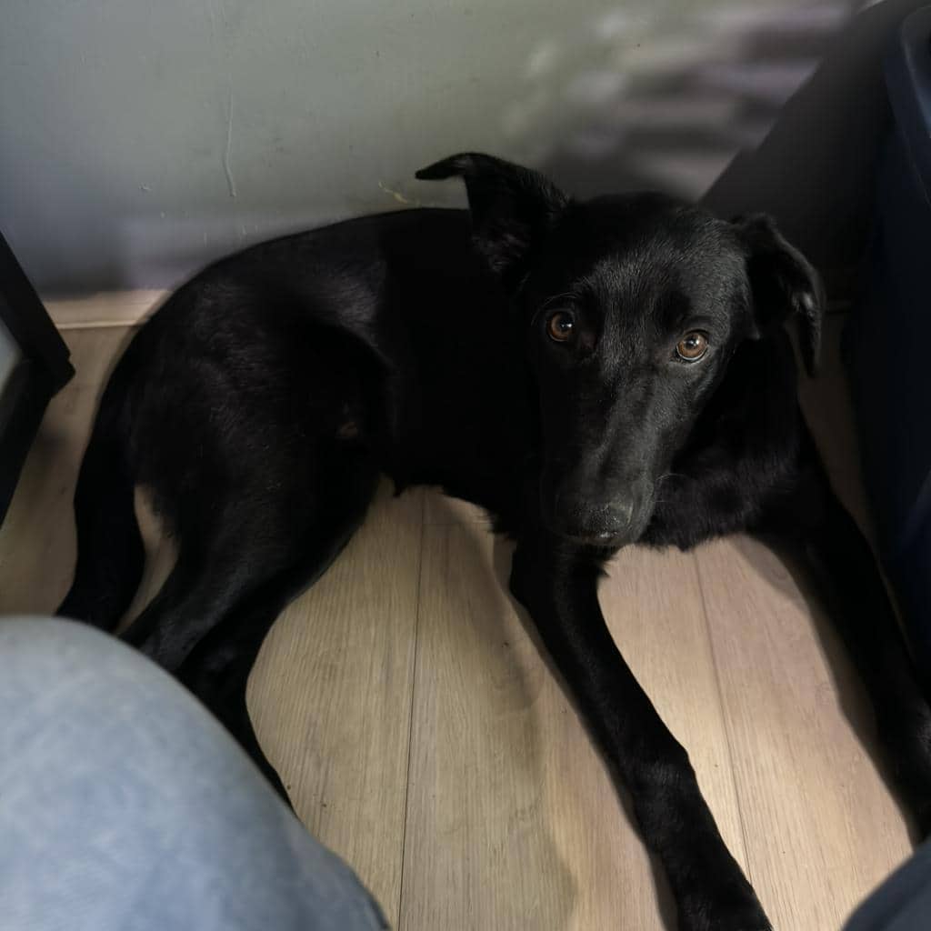 Blondie - SHEPHERD/MIX available for adoption