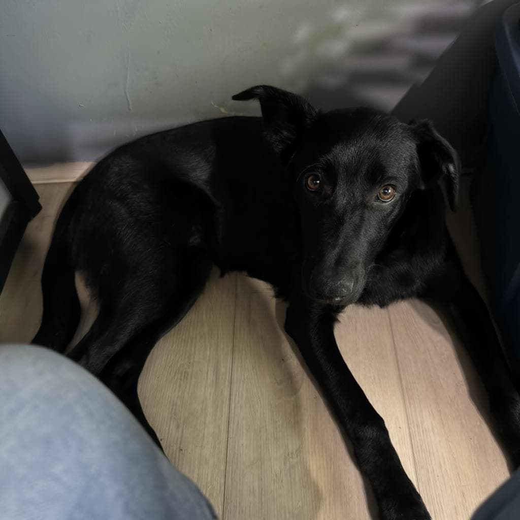 Blondie - SHEPHERD/MIX available for adoption in Calgary