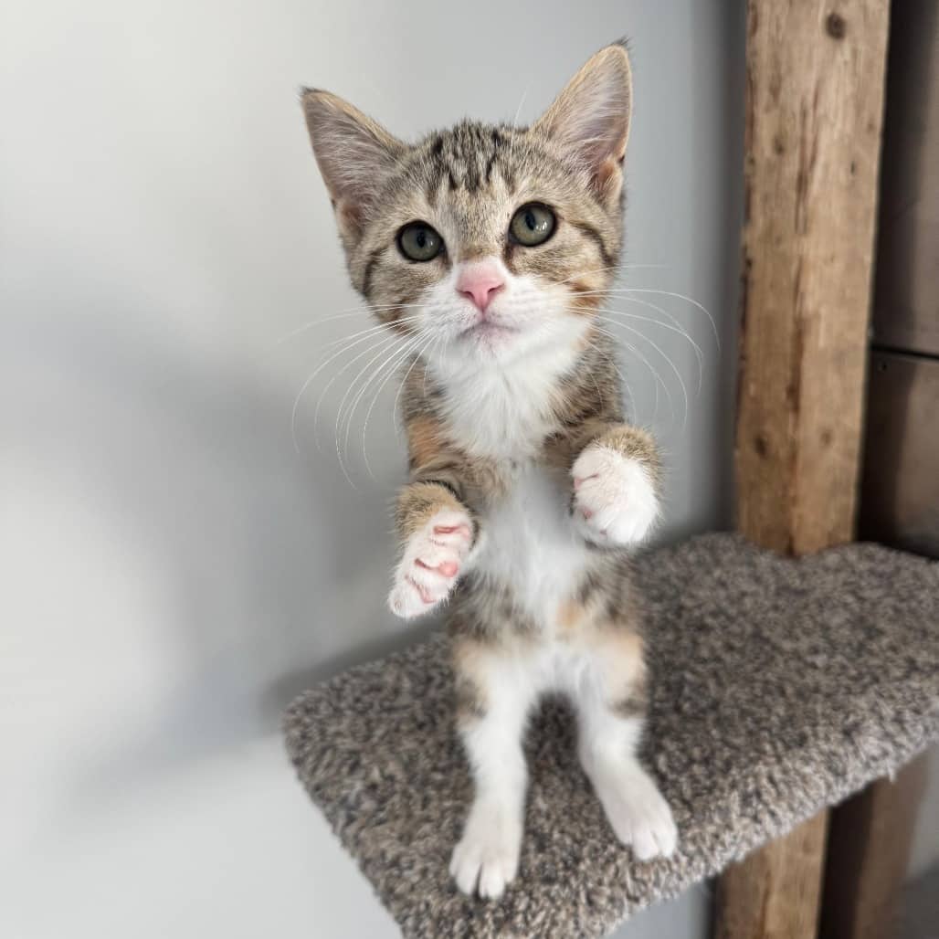 Poppy - Domestic Shorthair available for adoption