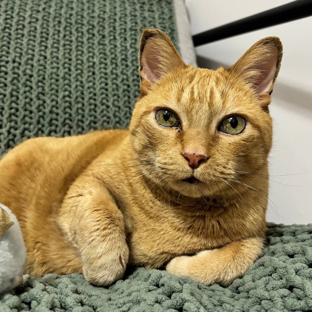 Tigger - Domestic Shorthair / Unknown available for adoption