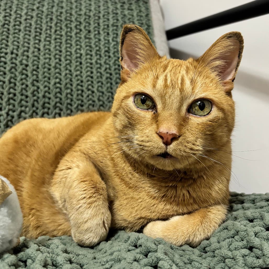 Tigger - Domestic Shorthair / Unknown available for adoption