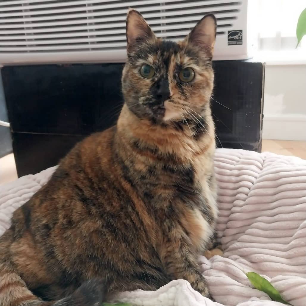 Zoe - Domestic Shorthair available for adoption