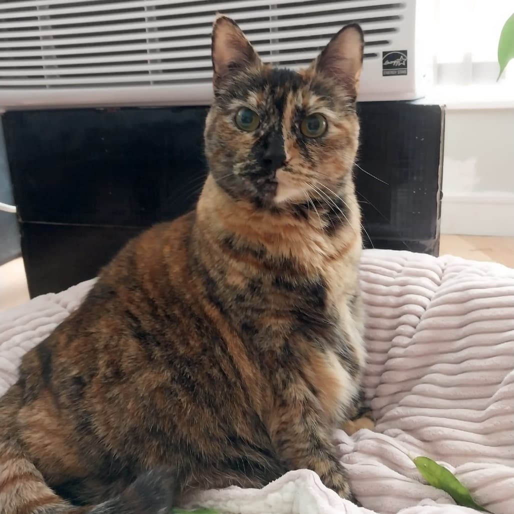 Zoe - Domestic Shorthair cat available for adoption at Vancouver Orphan Kitten Rescue Association in British Columbia