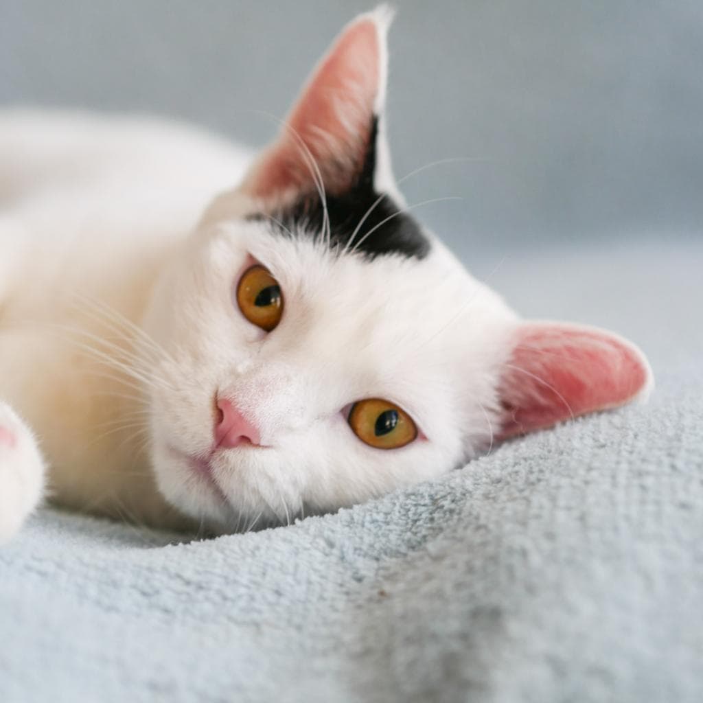Missy - Domestic Shorthair cat available for adoption at Vancouver Orphan Kitten Rescue Association in Vancouver