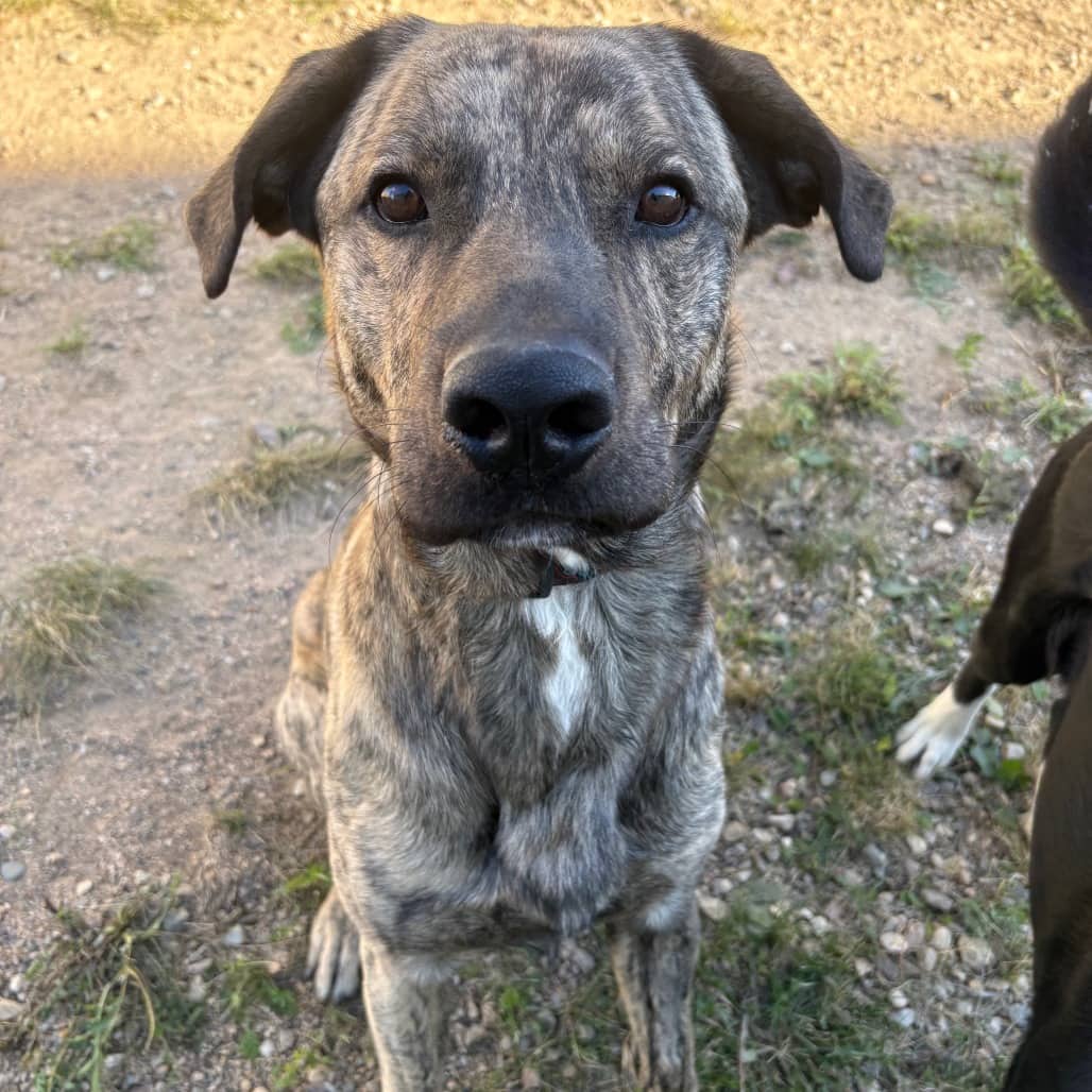 Moose - Mastiff / Mix available for adoption in Calgary