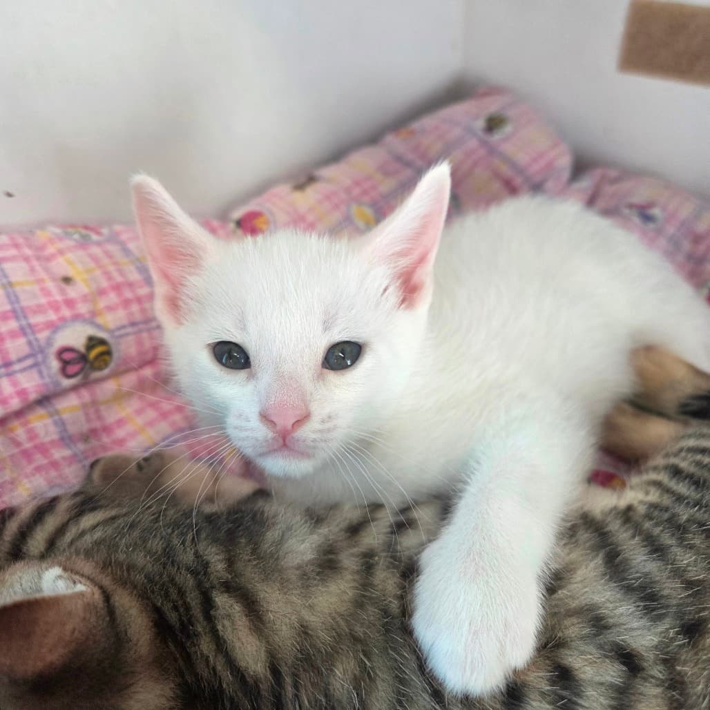 Taurus - Domestic Shorthair available for adoption