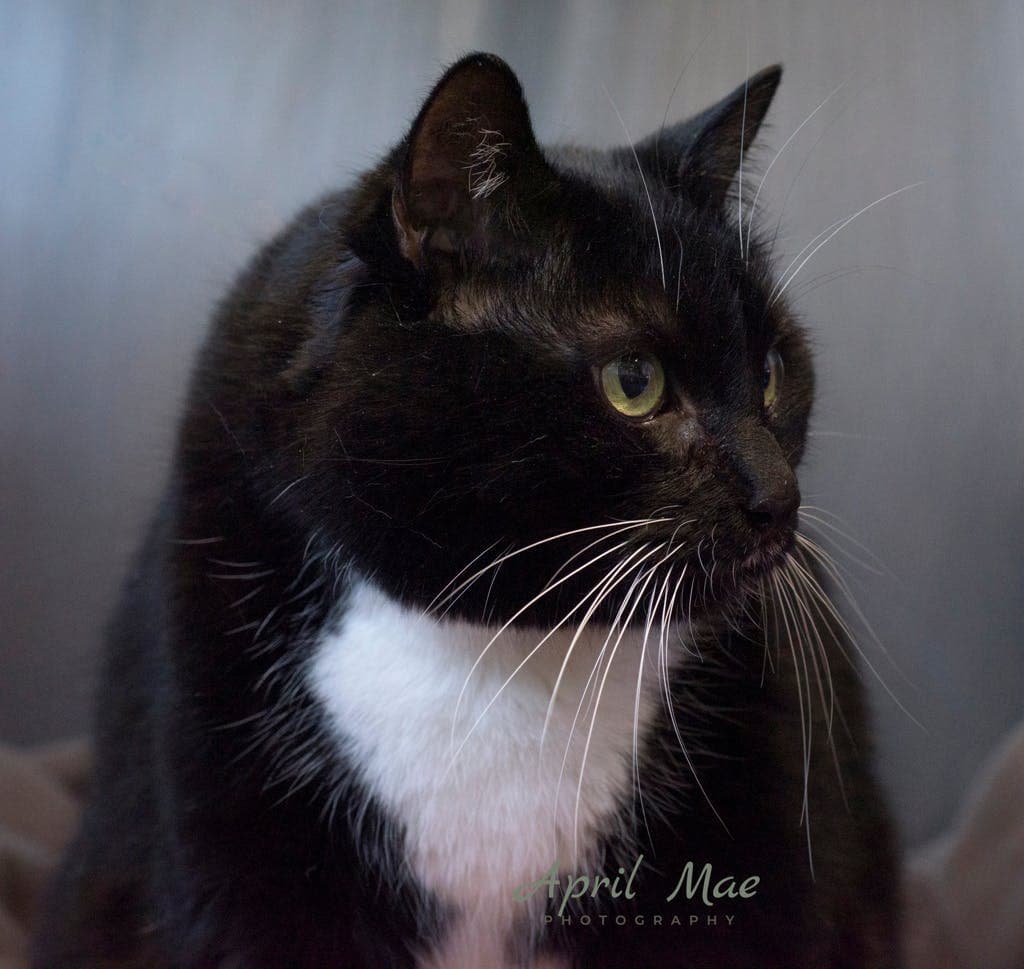 BUBBA - Domestic Short Hair cat available for adoption at Ontario SPCA (Central Ontario) in Toronto