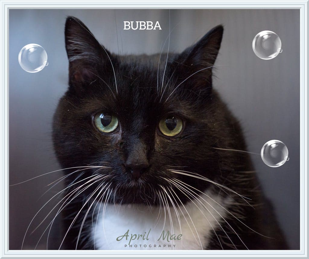 BUBBA - Domestic Short Hair cat available for adoption at Ontario SPCA (Central Ontario) in Ontario