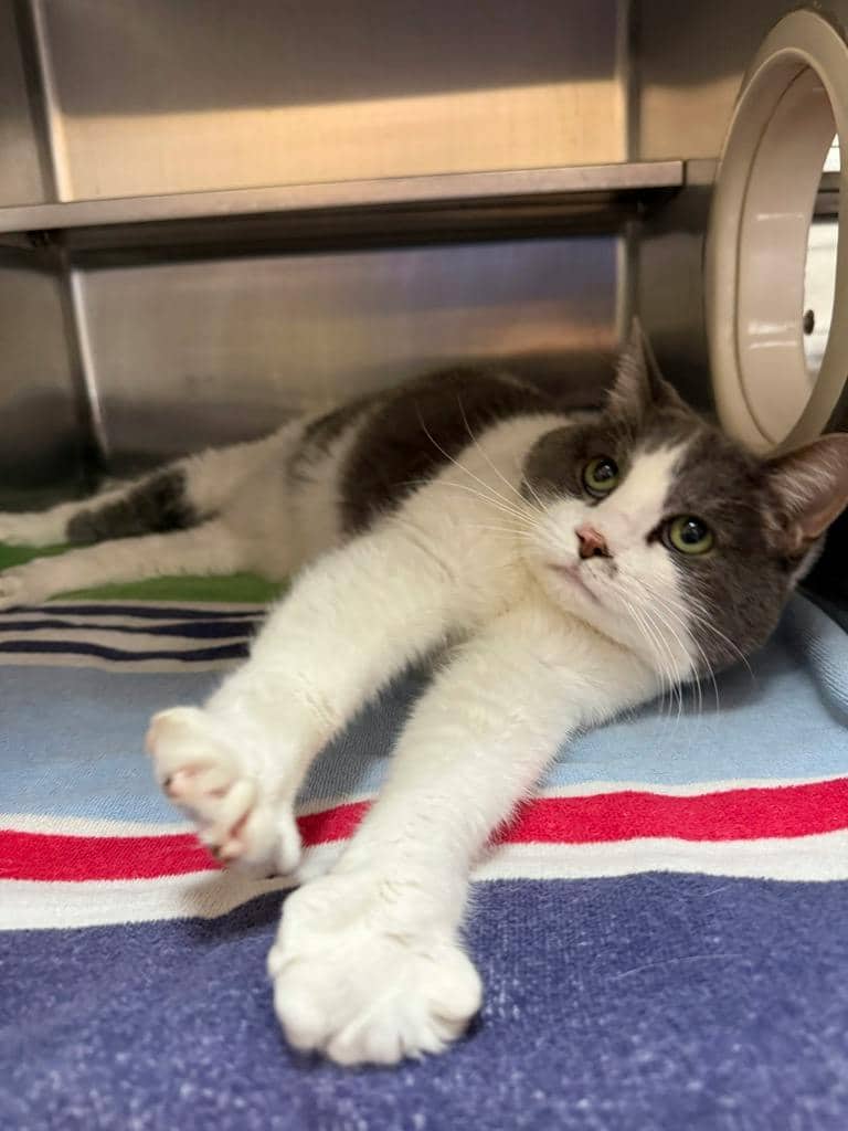 Pheobe (PetSmart Innes) - Domestic Short Hair available for adoption