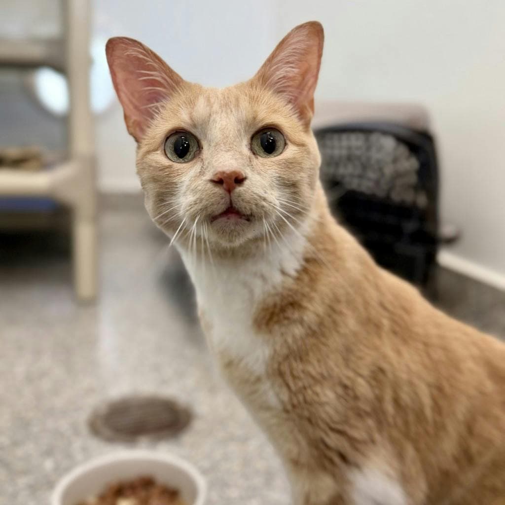 Harvey - Domestic Short Hair cat available for adoption at Ontario SPCA (Toronto Area) in Toronto