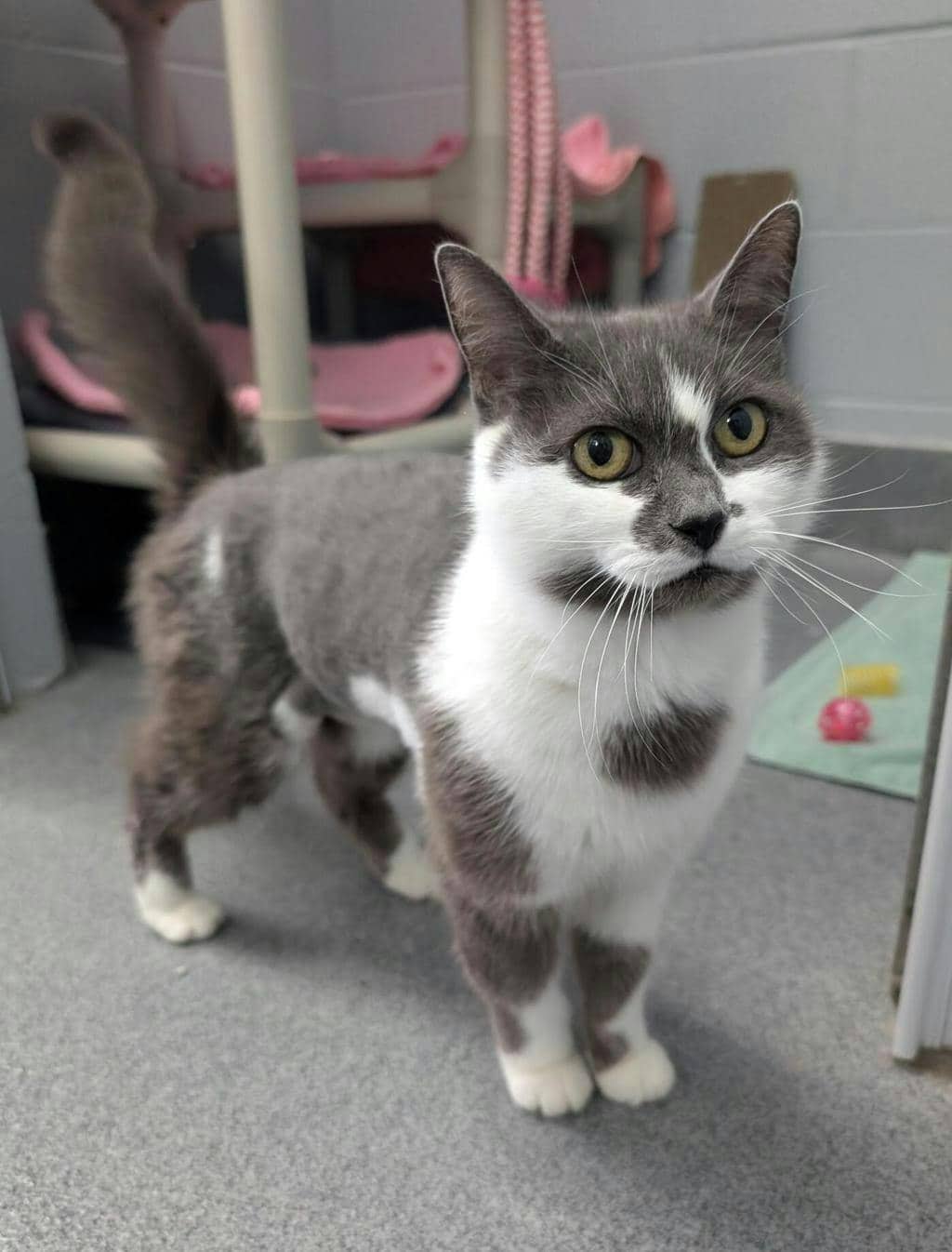 Athena - Domestic Short Hair cat available for adoption in Calgary