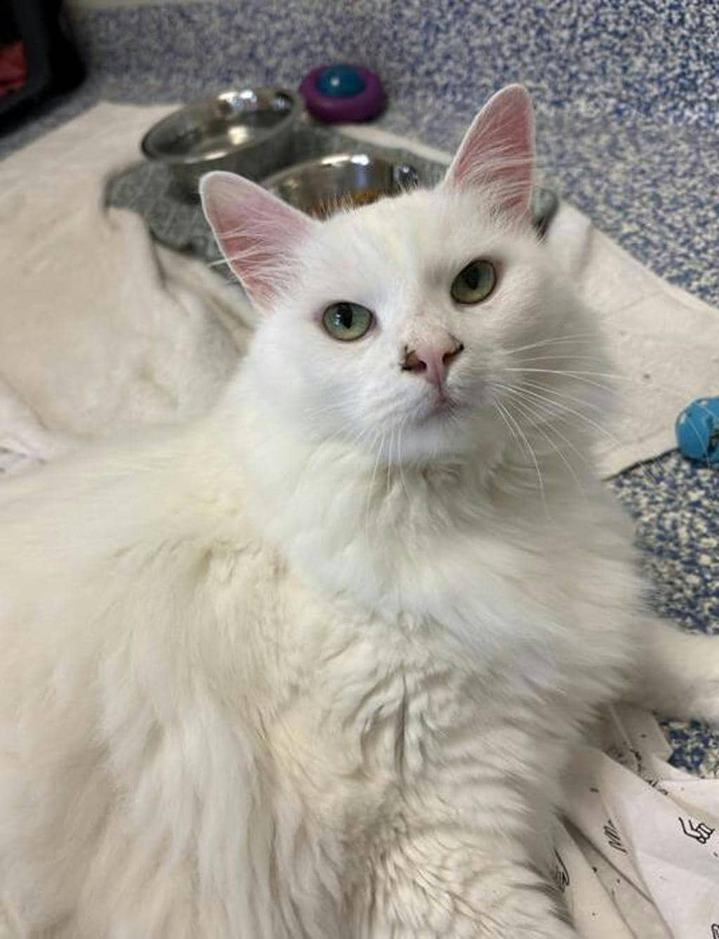 Pheobe - Domestic Longhair available for adoption