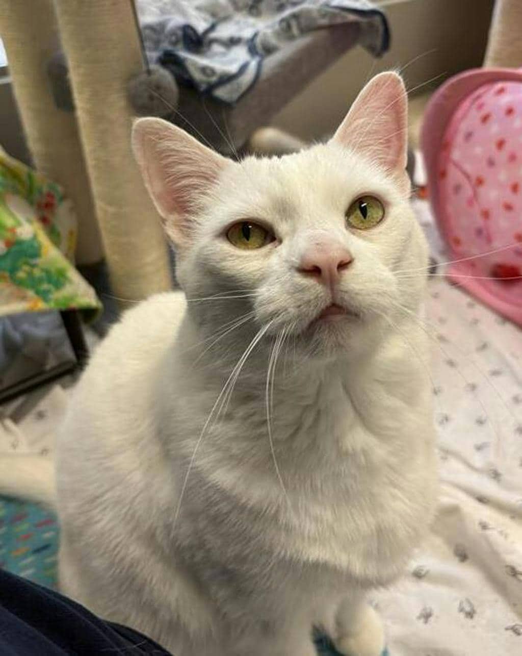 Joey - Domestic Short Hair available for adoption