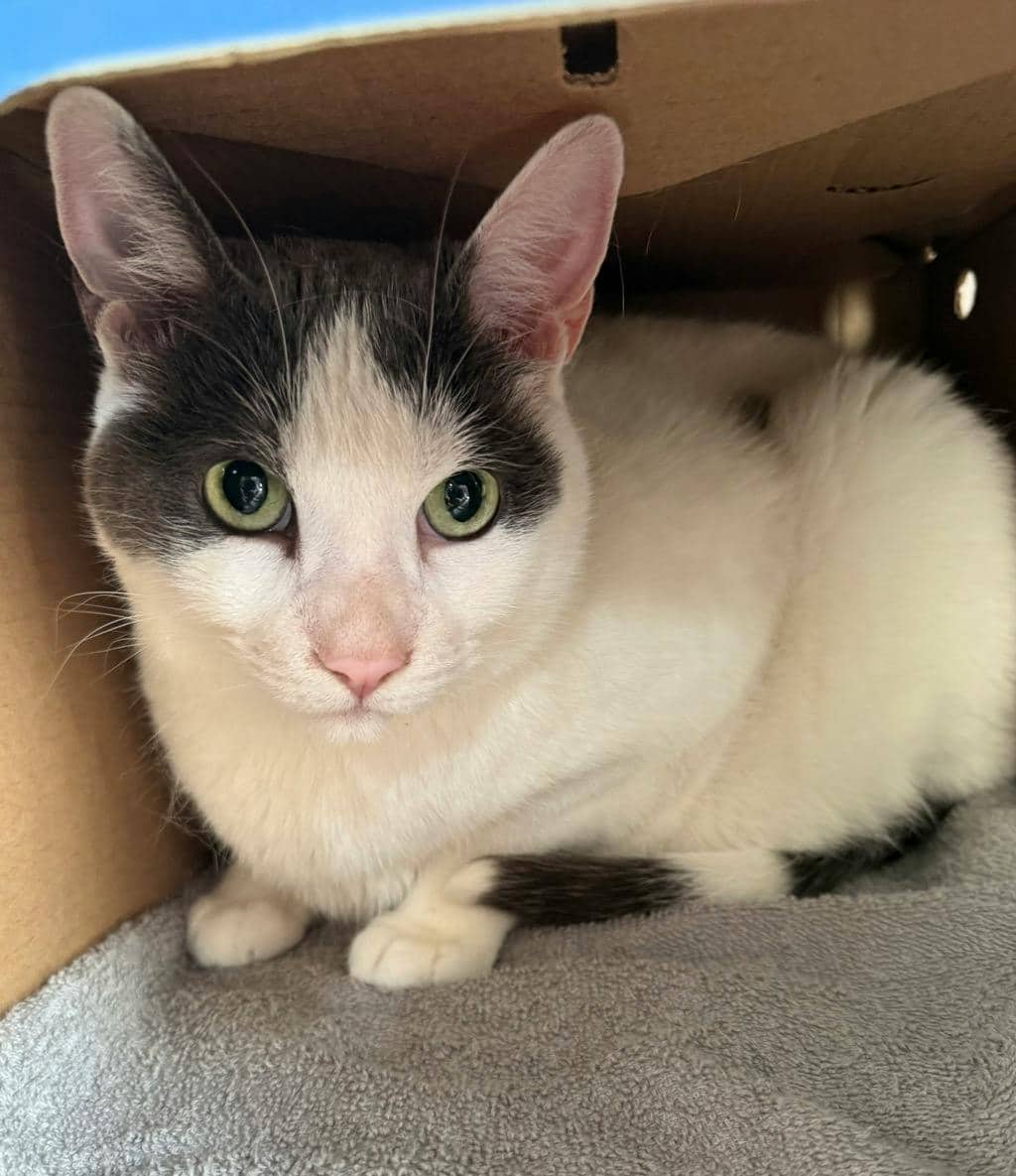 Charles (PetSmart Innes) - Domestic Short Hair cat available for adoption at Ontario SPCA (Ottawa Area) in Cornwall