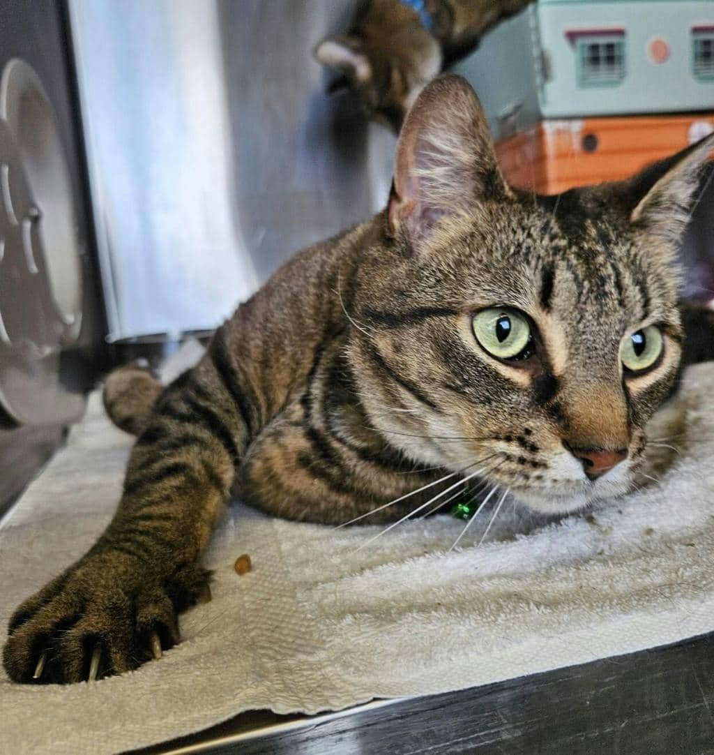 Sunny - Domestic Short Hair available for adoption