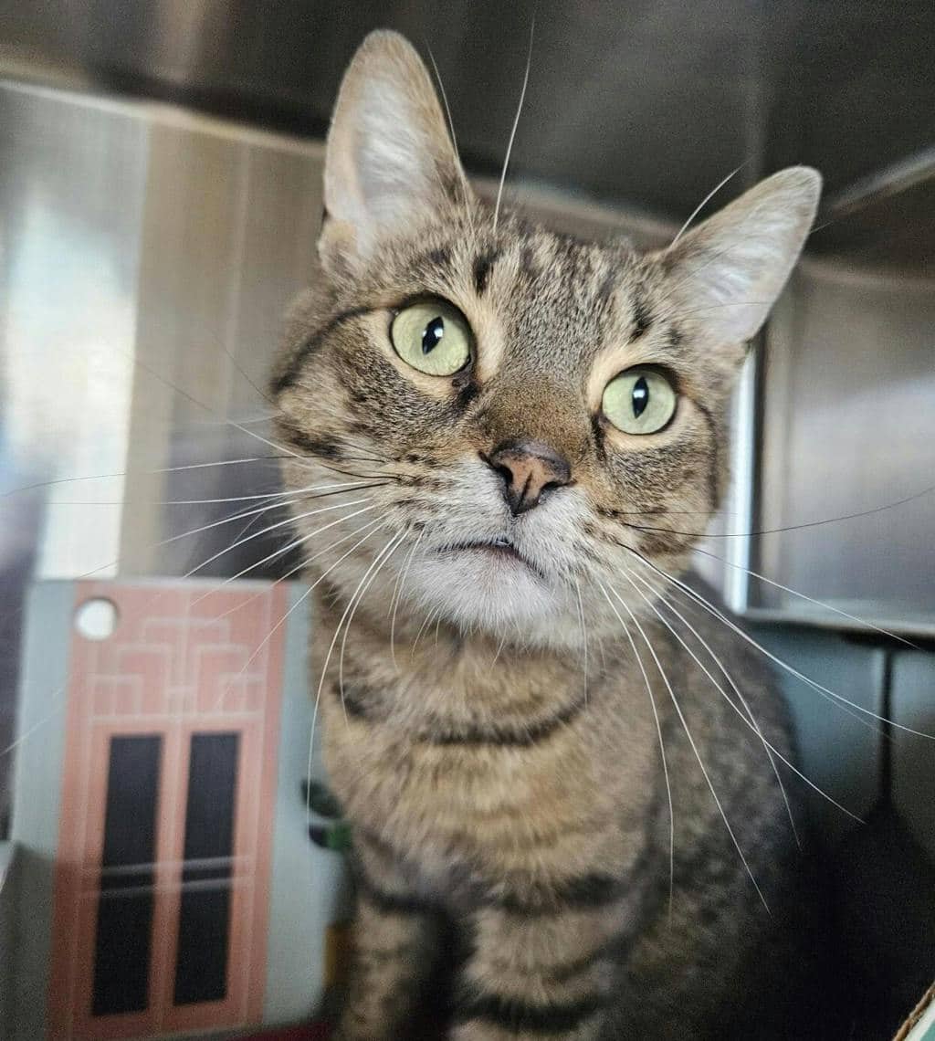 Cloudy - Domestic Short Hair available for adoption