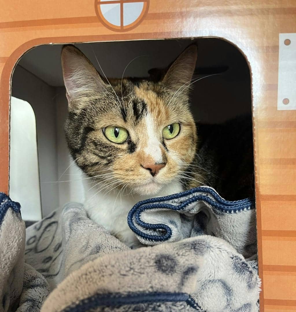 Dawn (petsmart-Orangeville)) - Domestic Short Hair cat available for adoption at Ontario SPCA (Central Ontario) in Orangeville