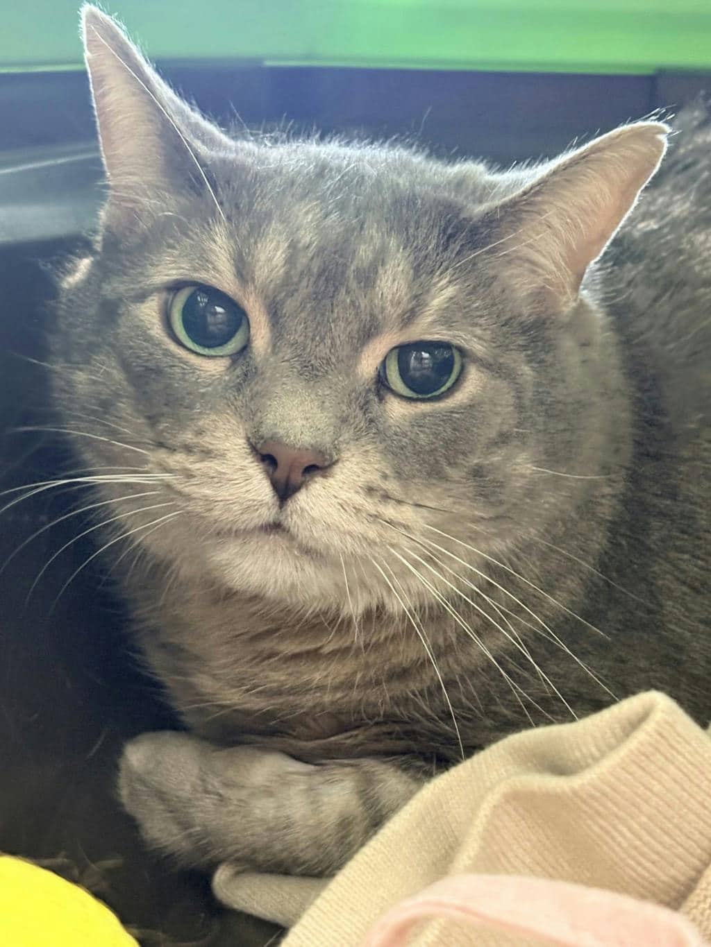 Rufus - Domestic Short Hair cat available for adoption at Ontario SPCA (Ottawa Area) in Brockville