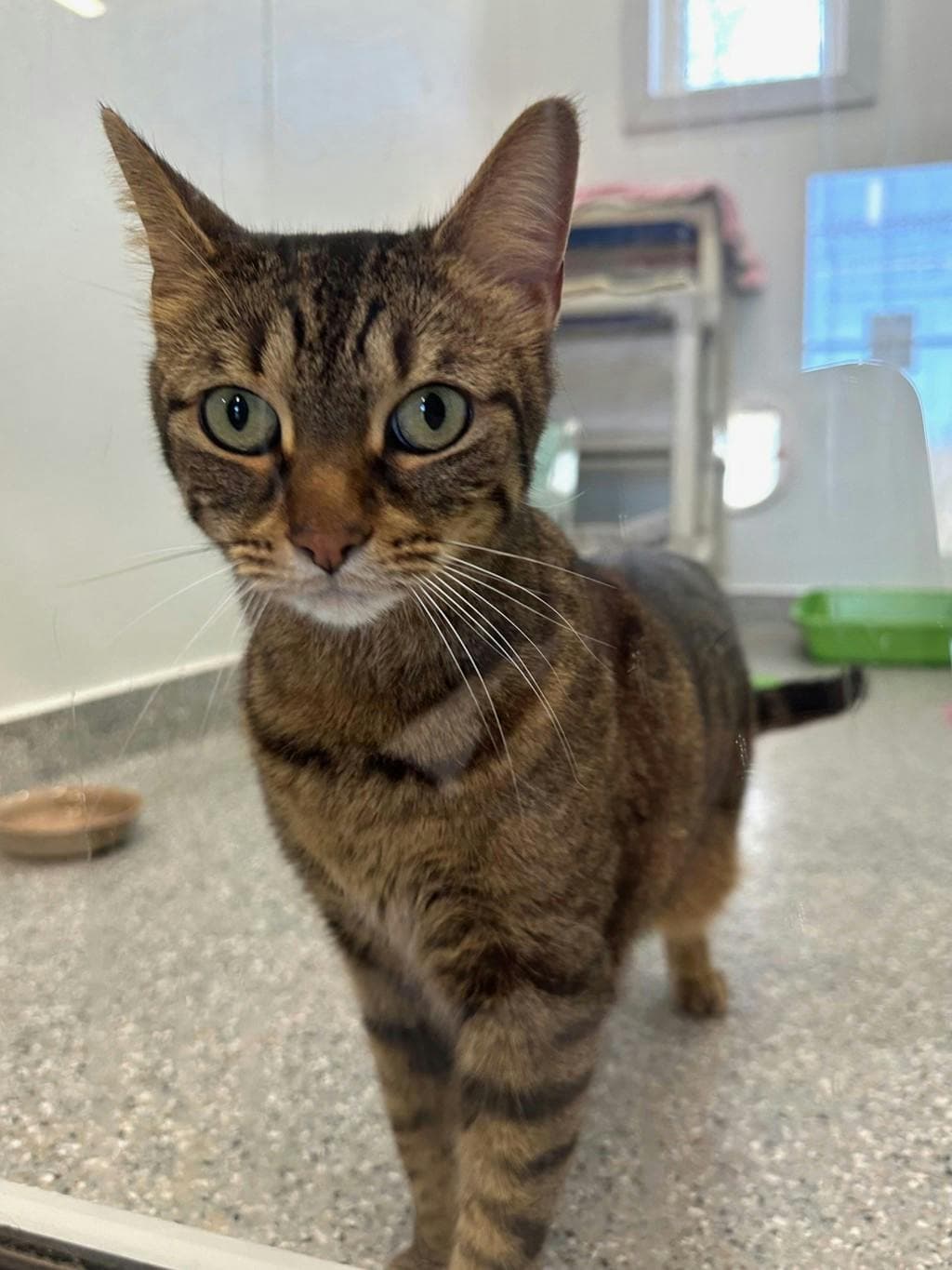 Ivy - Domestic Short Hair cat available for adoption at Ontario SPCA (Ottawa Area) in Ottawa