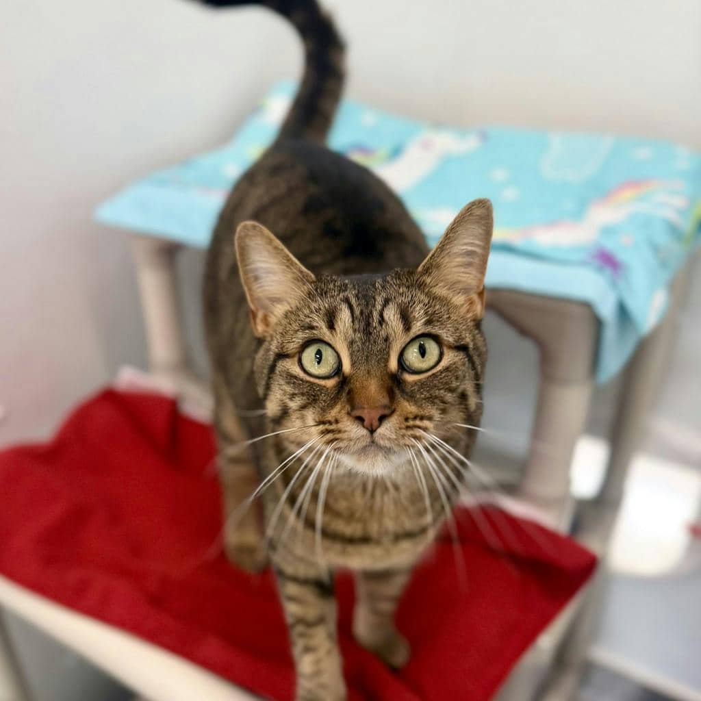 Ivy - Domestic Short Hair available for adoption