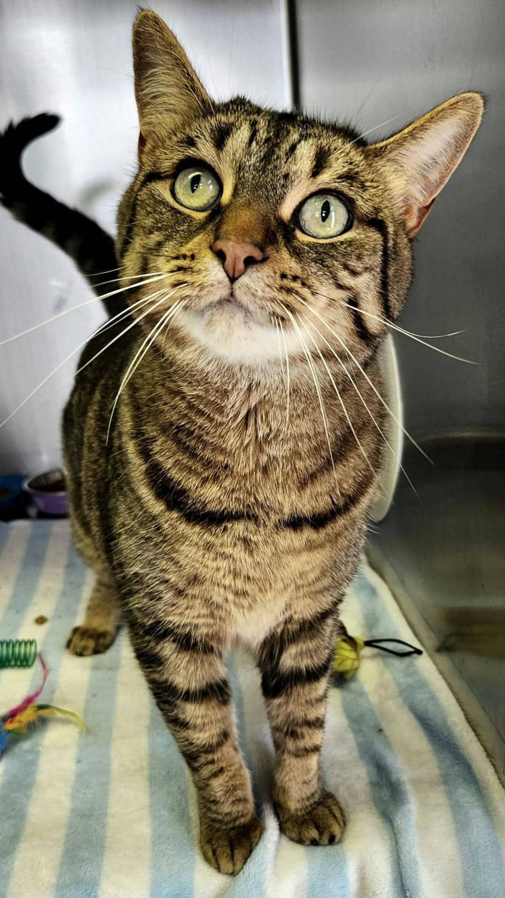 Ivy (PetSmart Innes) - Domestic Short Hair available for adoption