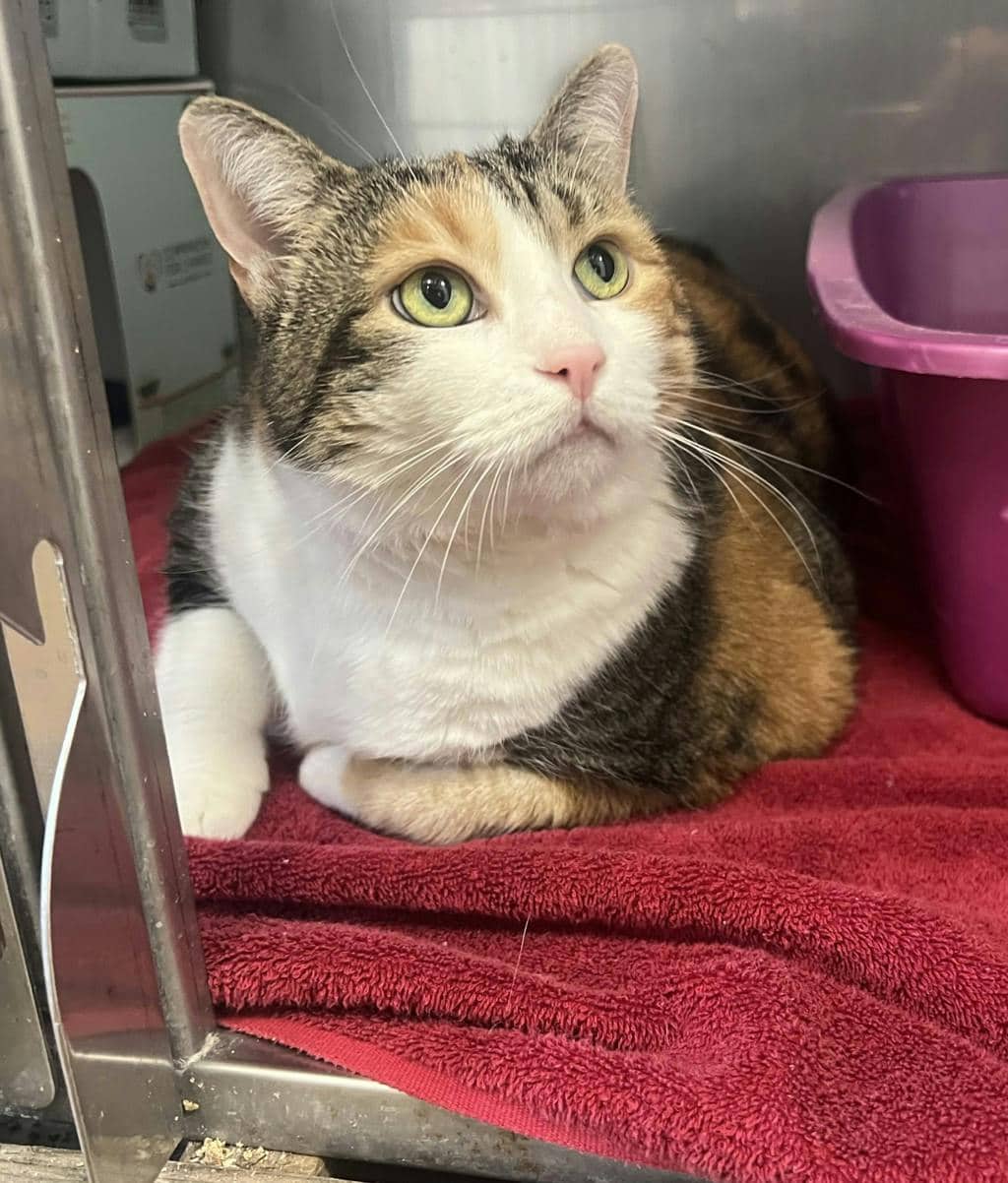 Pumpkin - Domestic Short Hair available for adoption