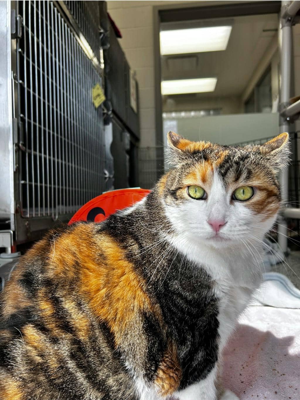 Pumpkin - Domestic Short Hair available for adoption