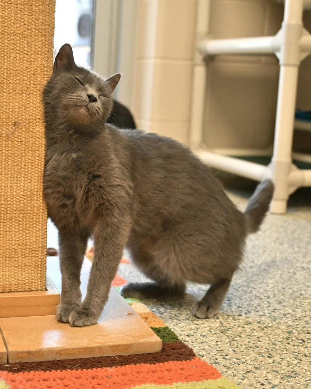 Willow - Domestic Short Hair cat available for adoption at Ontario SPCA (Central Ontario) in Ontario