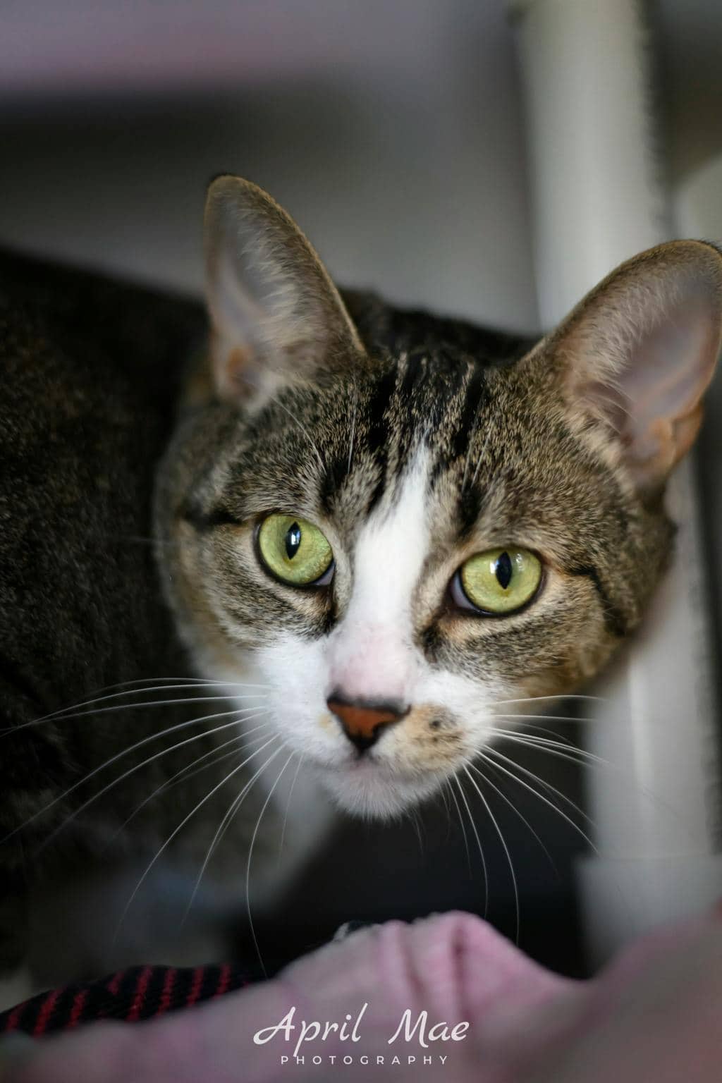 Gucci - Domestic Short Hair cat available for adoption at Ontario SPCA (Central Ontario) in Orangeville