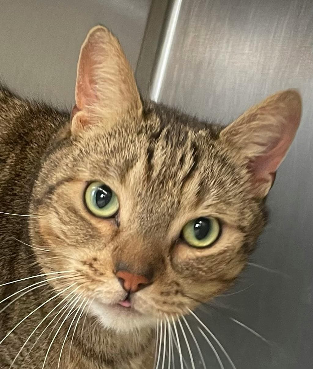 Nero - Domestic Short Hair cat available for adoption at Ontario SPCA (Ottawa Area) in Ottawa