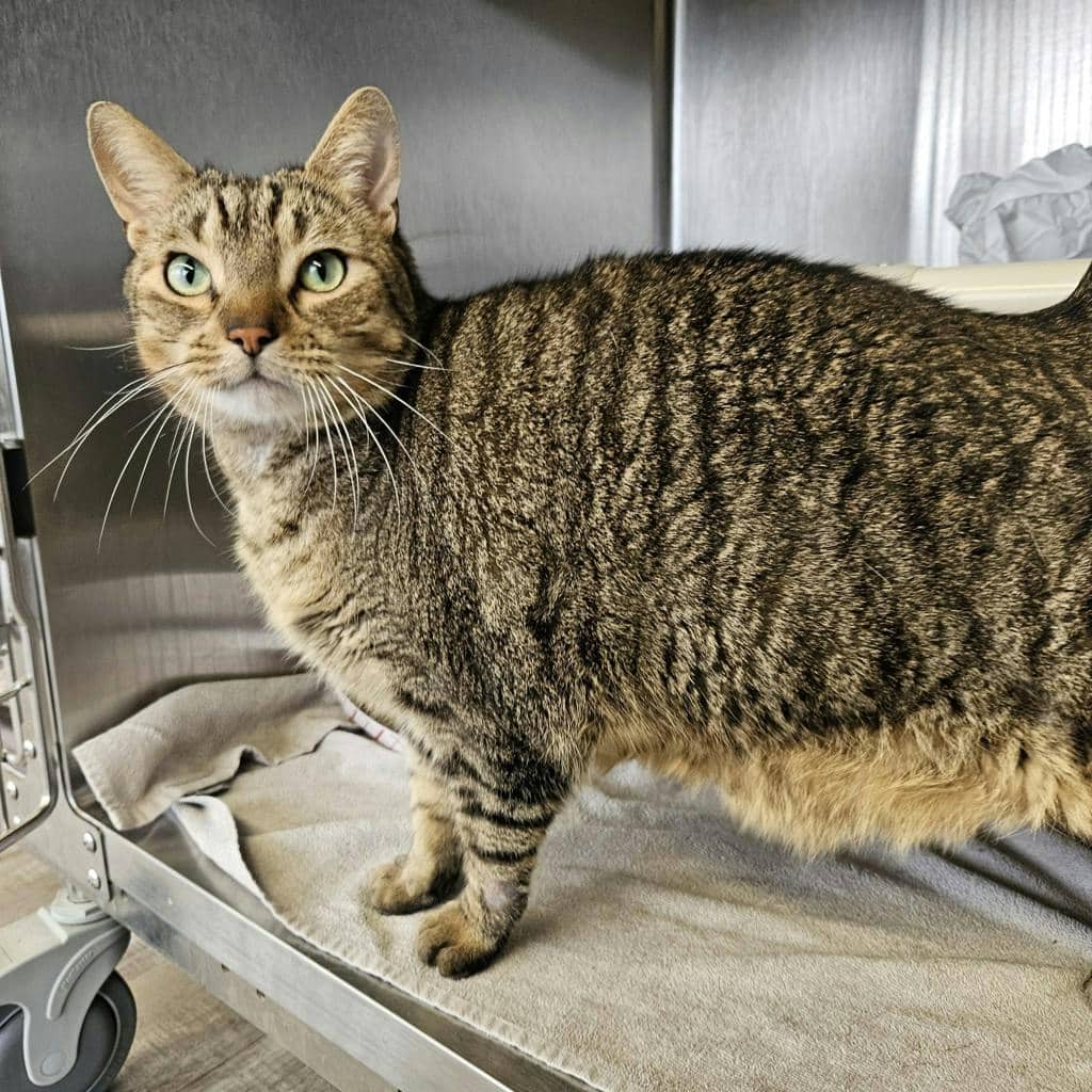 Nero - Domestic Short Hair available for adoption