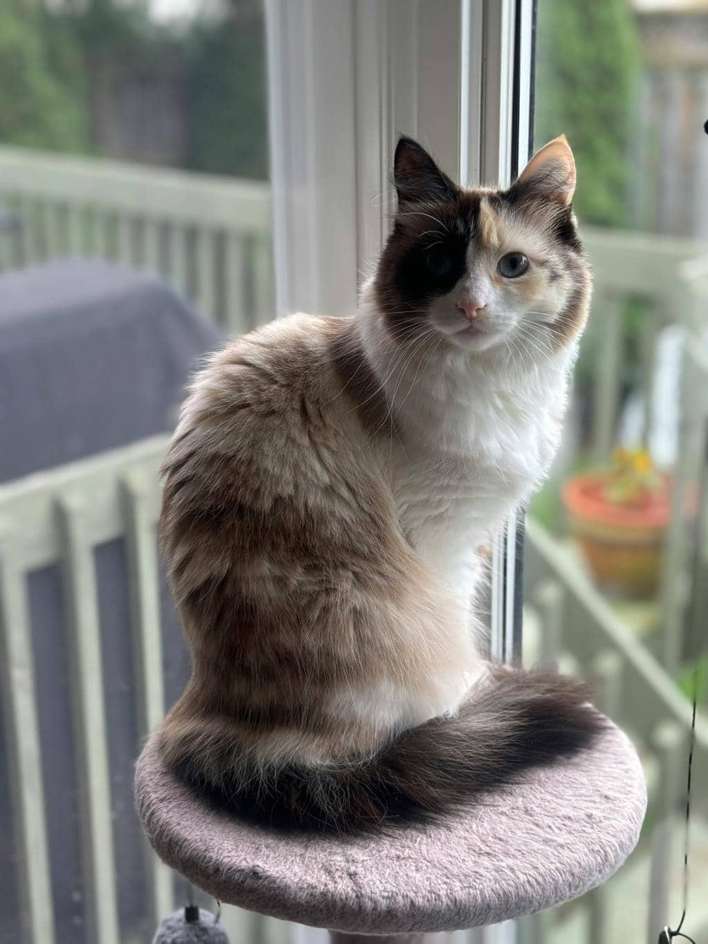 Trixie - Domestic Longhair cat available for adoption at Ontario SPCA (Ottawa Area) in Brockville