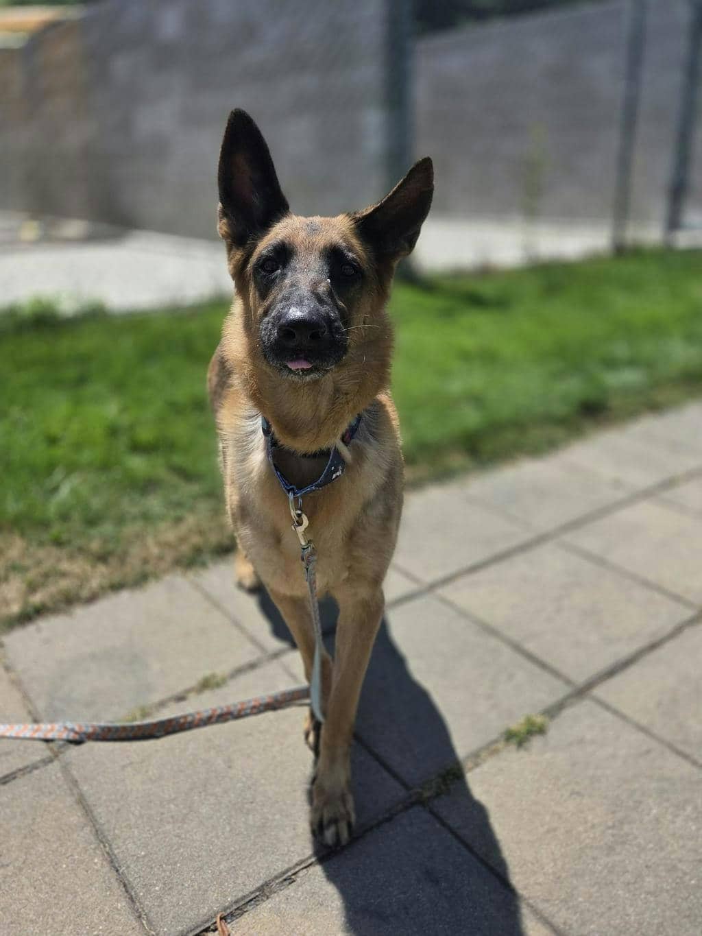 Fafa - German Shepherd available for adoption