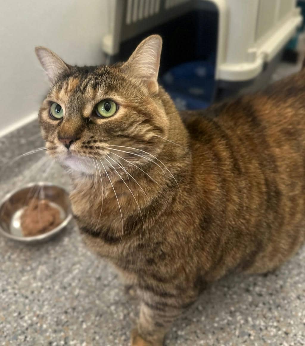 Lady - Domestic Short Hair cat available for adoption at Ontario SPCA (Ottawa Area) in Brockville