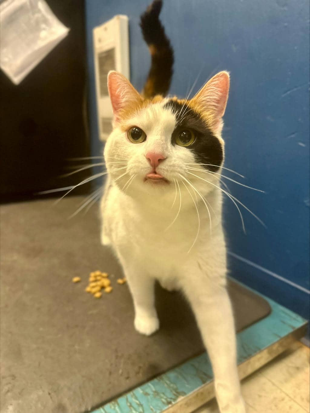 Darcy (PetSmart Innes) - Domestic Short Hair available for adoption