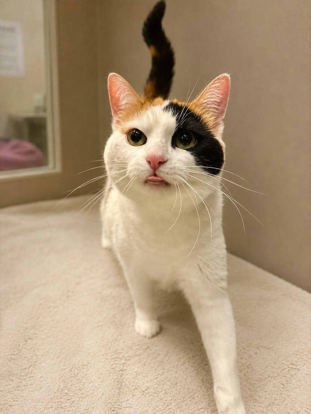 Darcy (PetSmart Innes) - Domestic Short Hair available for adoption