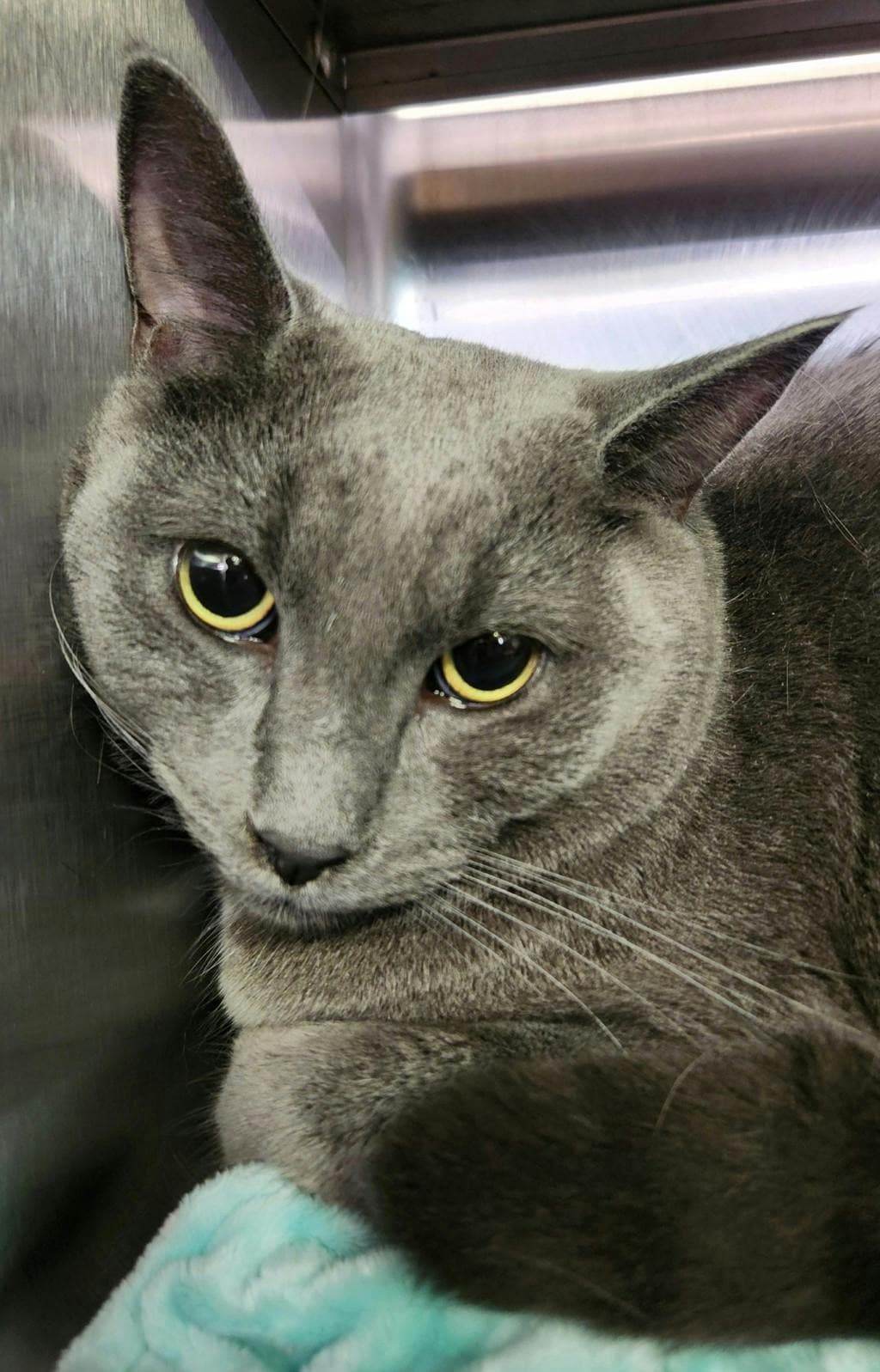 Arnold - Domestic Short Hair cat available for adoption at Ontario SPCA (Ottawa Area) in Ottawa