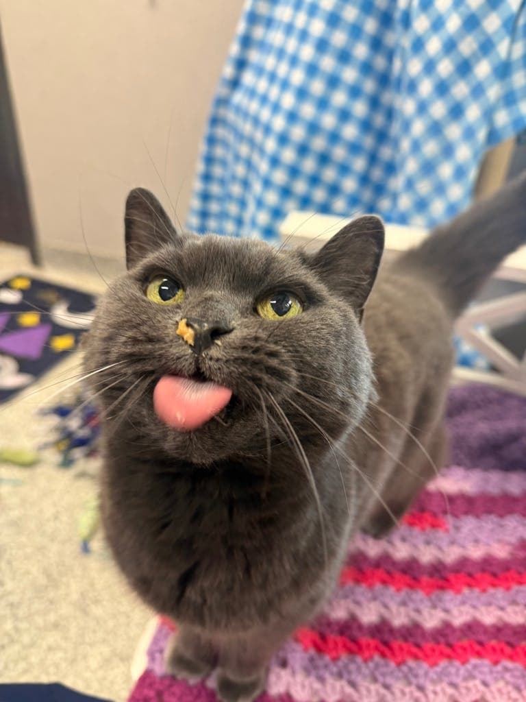Babette - Domestic Short Hair cat available for adoption in Calgary
