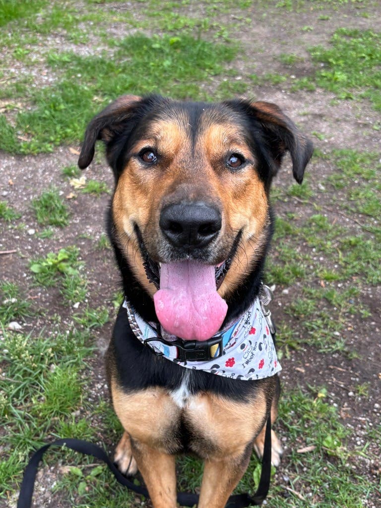 Ivy - Shepherd available for adoption