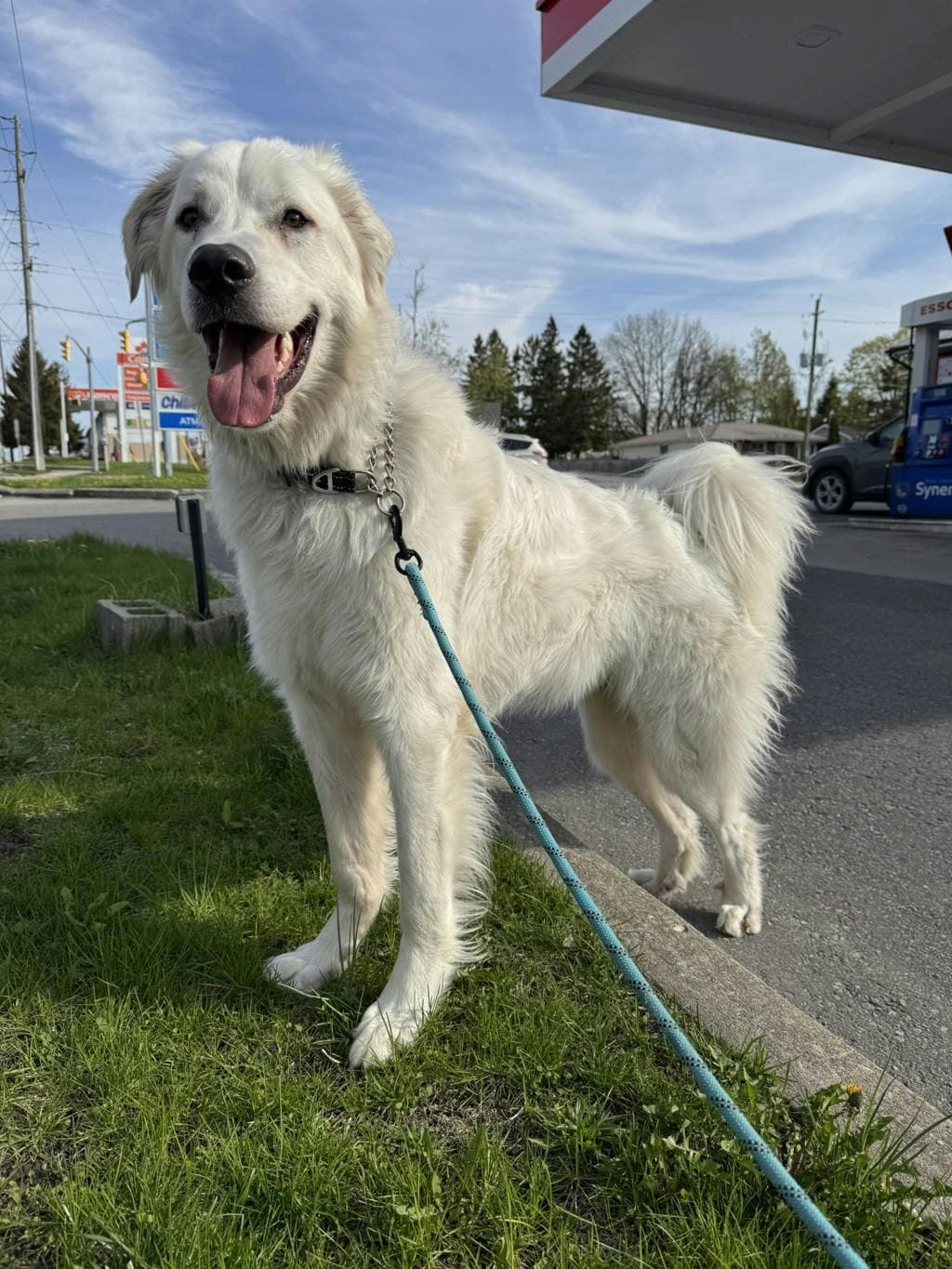 Summit - Maremma Sheepdog available for adoption