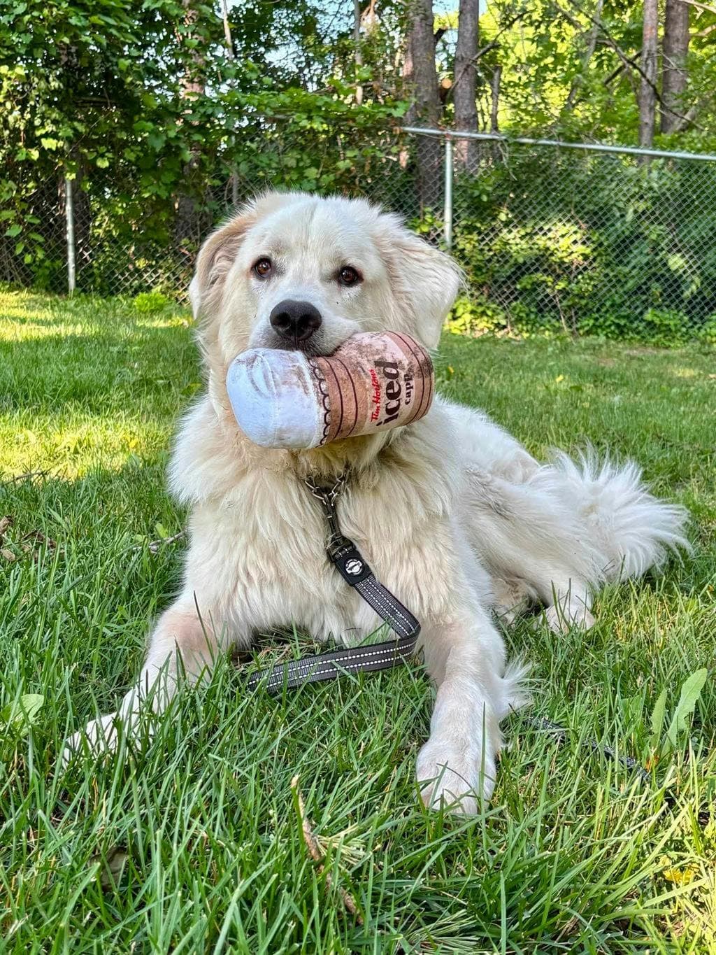 Summit - Maremma Sheepdog available for adoption at Ontario SPCA (Central Ontario) in Toronto