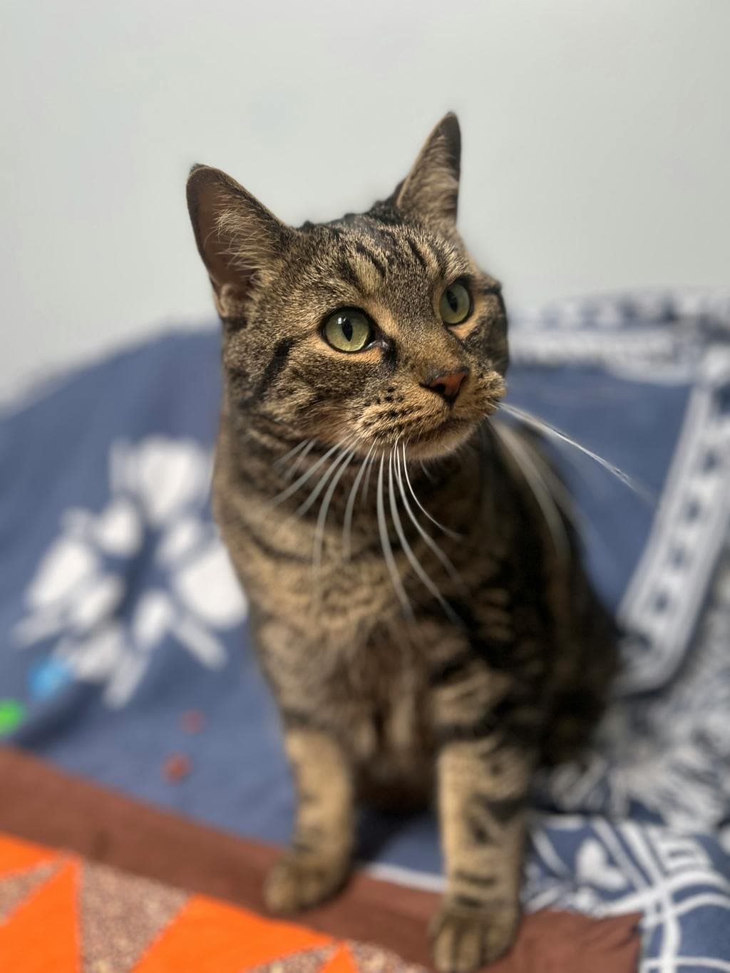 Saaya - Domestic Short Hair cat available for adoption at Ontario SPCA (Central Ontario) in Toronto