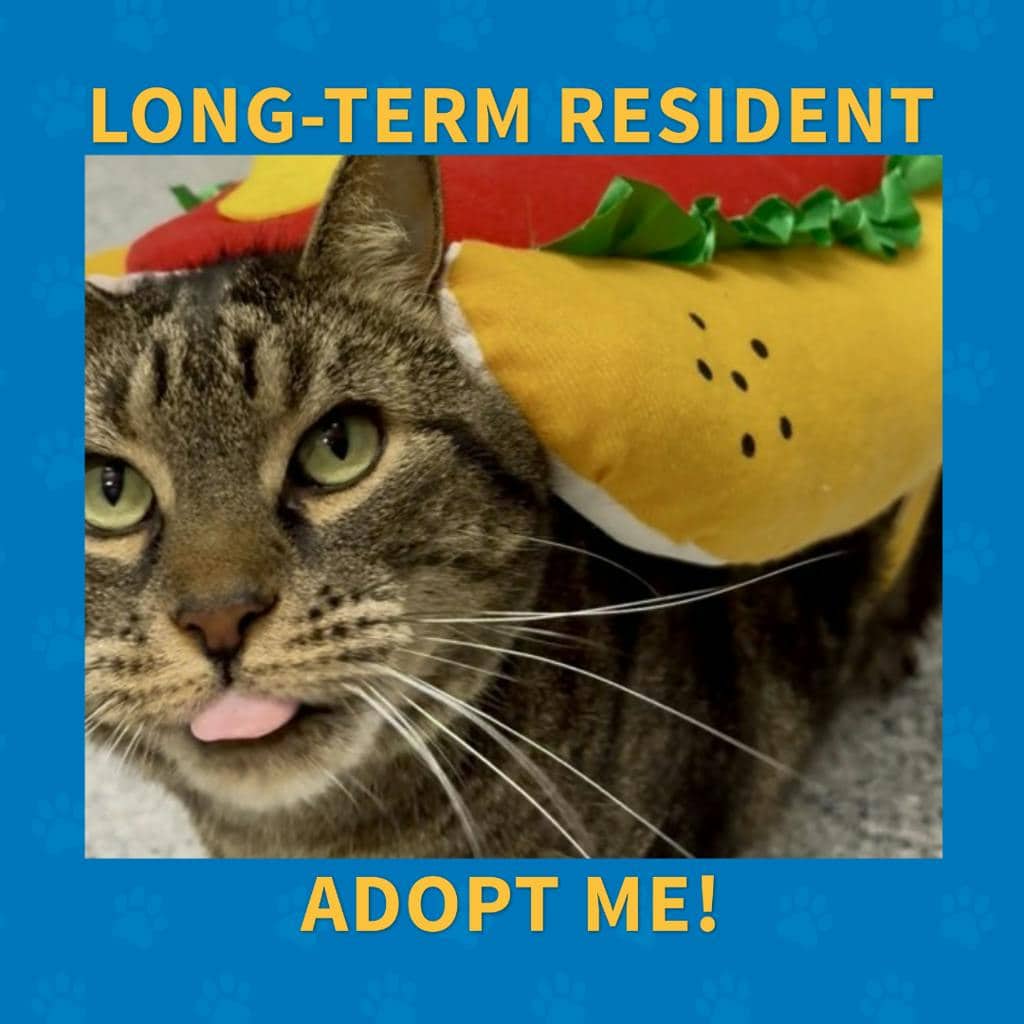 Saaya - Domestic Short Hair available for adoption