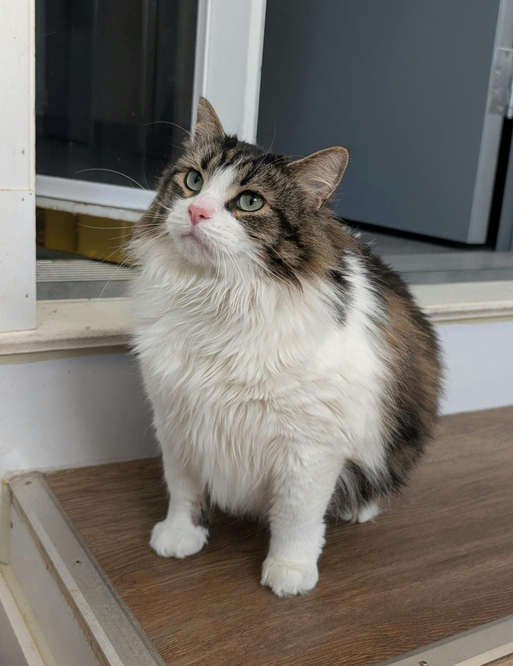 Ginny (bean) - Domestic Medium Hair cat available for adoption at Ontario SPCA (Central Ontario) in Toronto