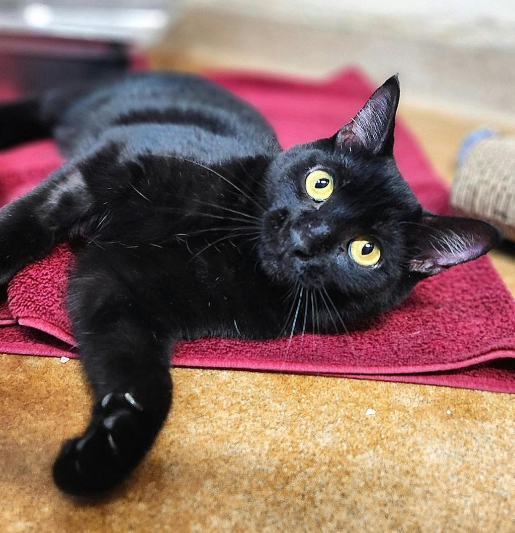 Bernadette - Domestic Short Hair cat available for adoption in Calgary