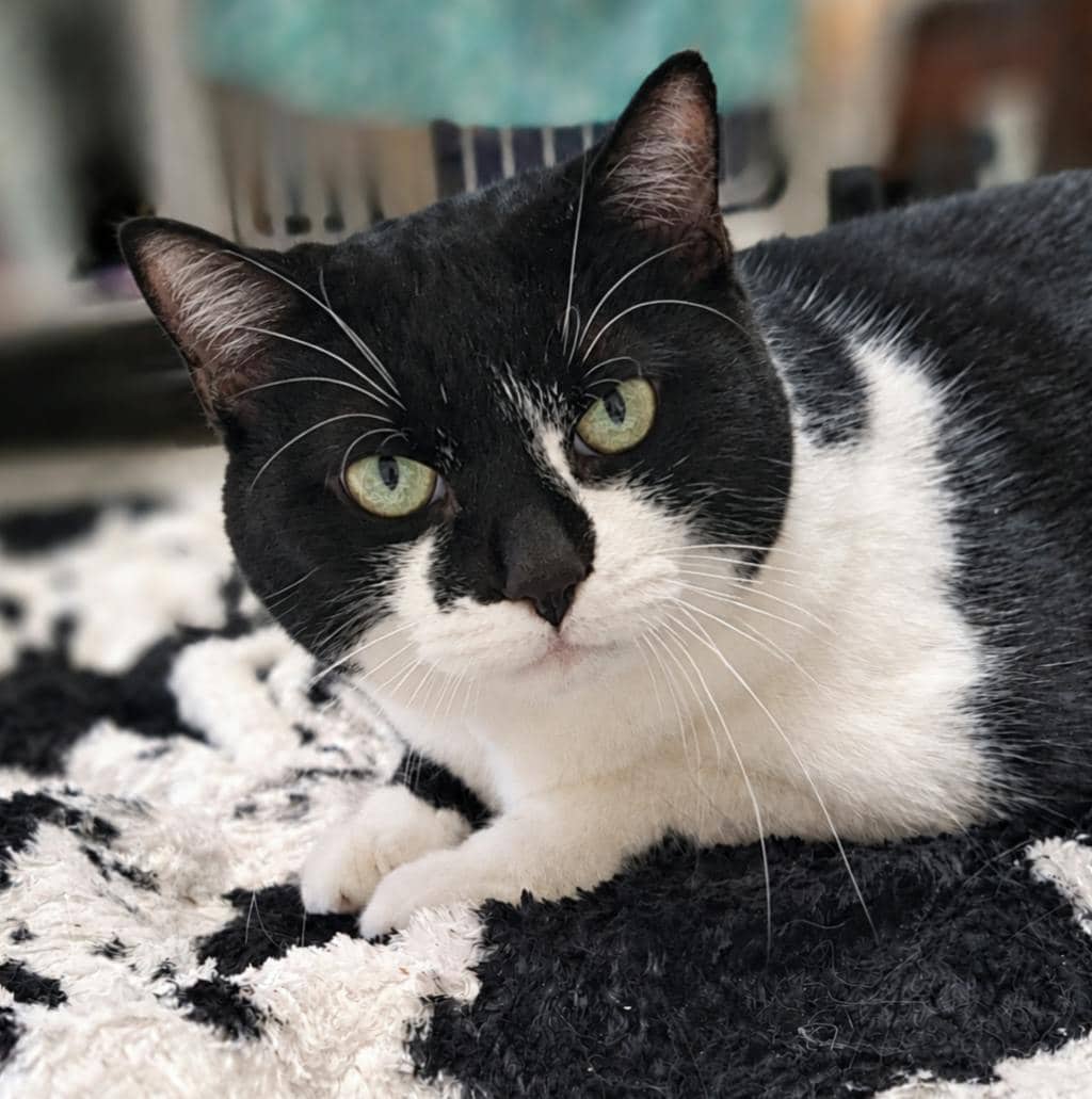 Coco - Domestic Short Hair available for adoption